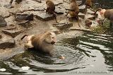 noorderdierenpark_123