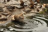 noorderdierenpark_124