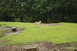 noorderdierenpark_131