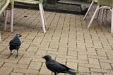 noorderdierenpark_193