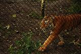 noorderdierenpark_218