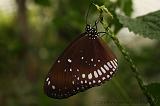 noorderdierenpark_246