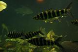 noorderdierenpark_271