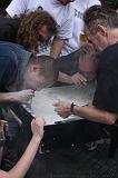 Horcerace_2008_400