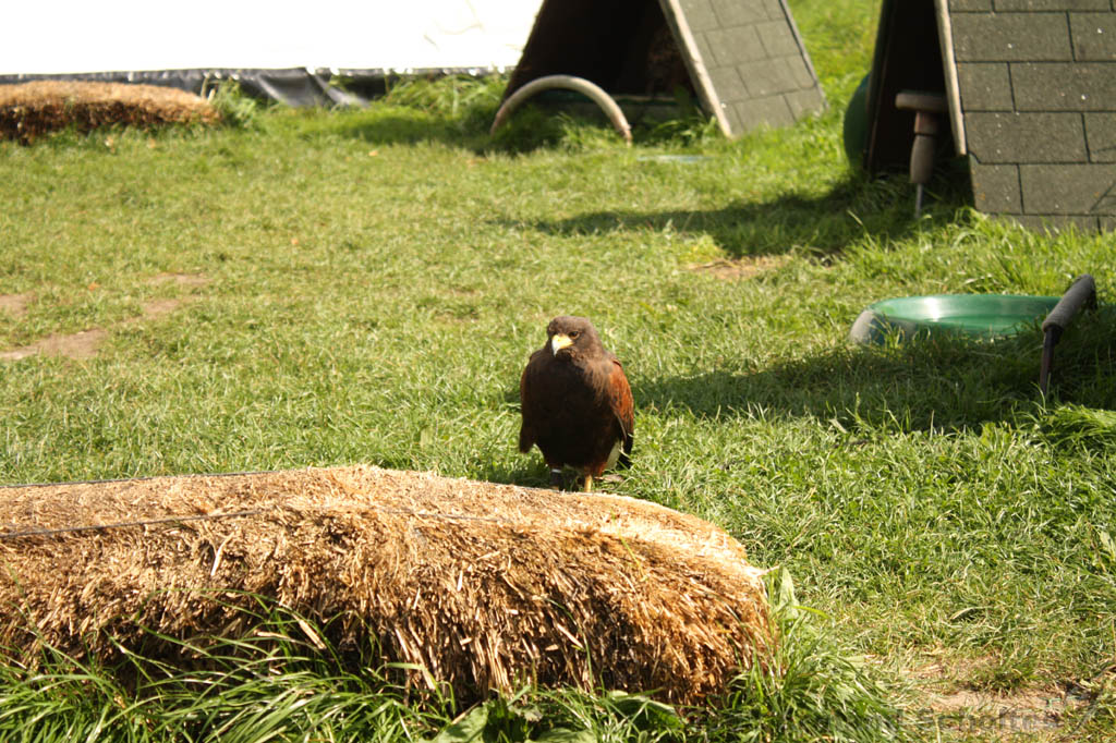 museum_muiderslot_052.jpg