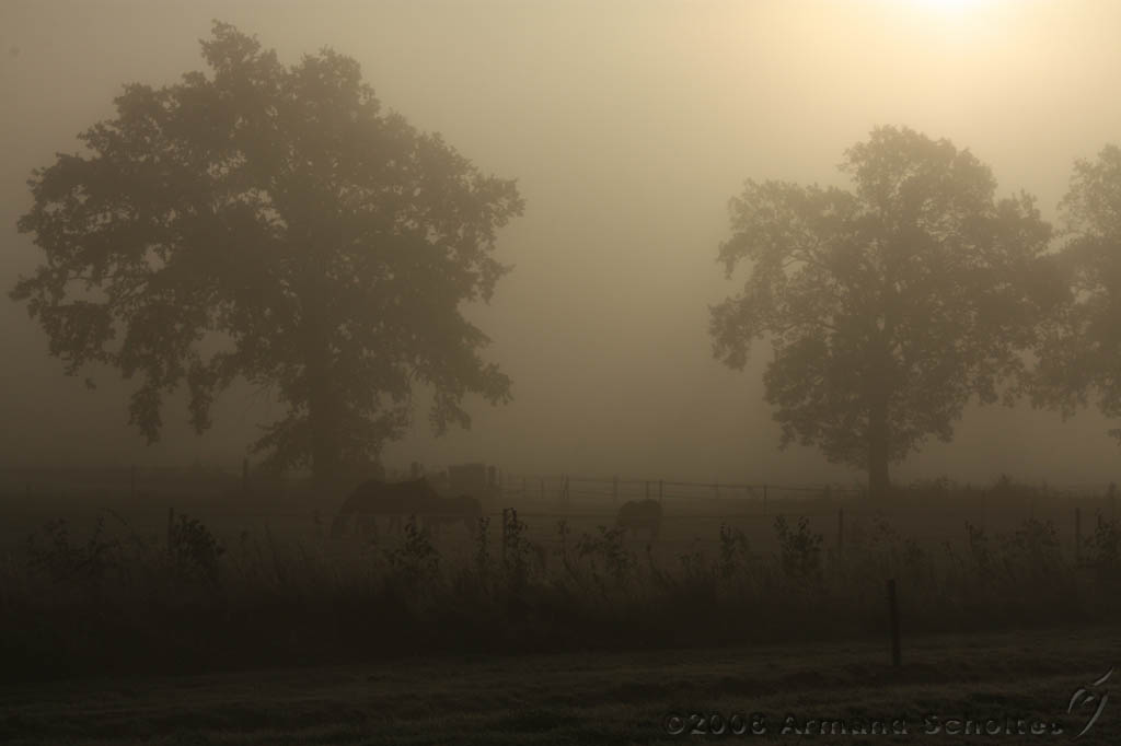 Mist_010.jpg