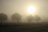 Mist_008
