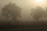 Mist_009
