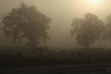 Mist_010