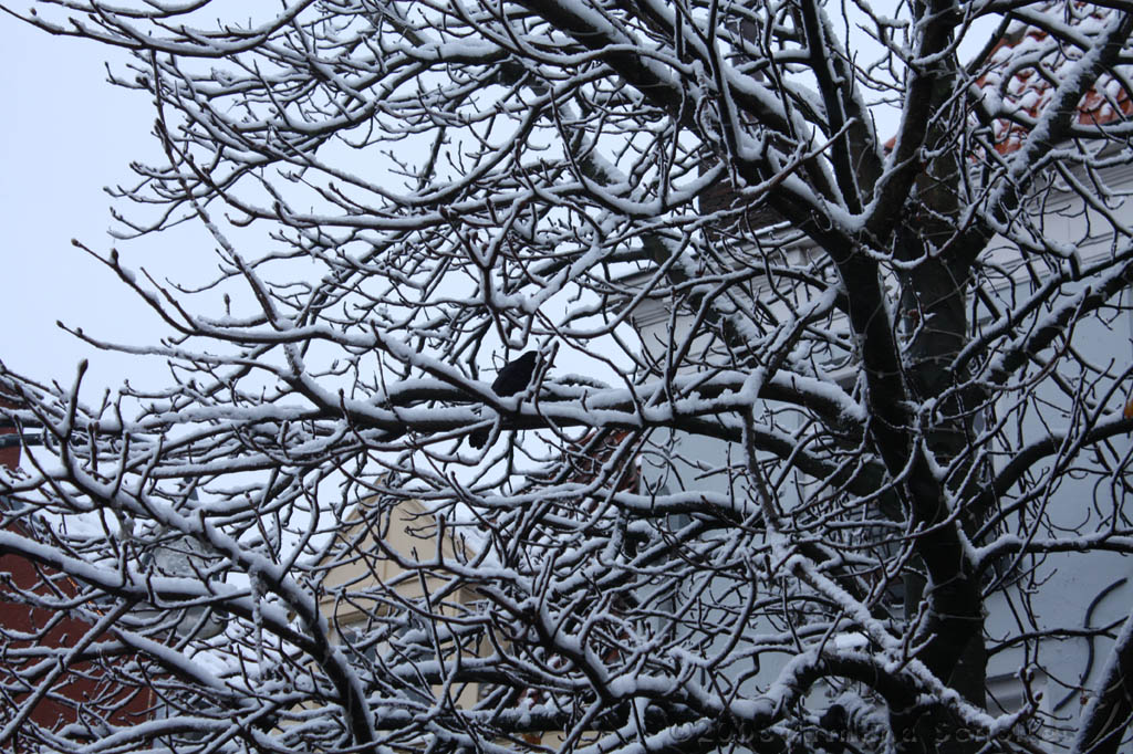 Winterweer_012.jpg
