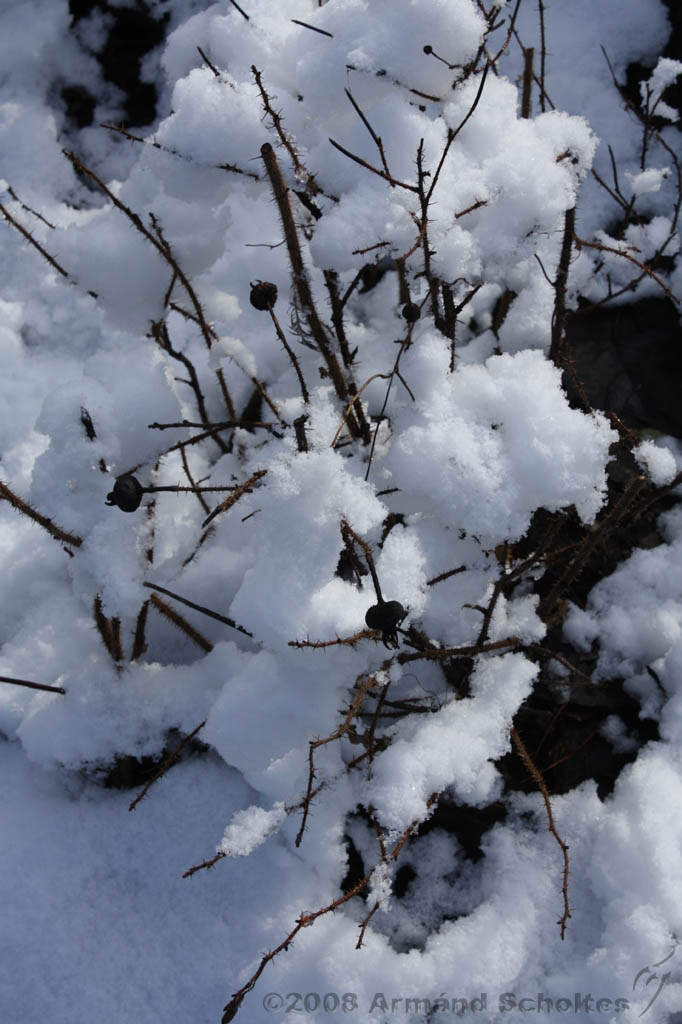 Winterweer_052.jpg