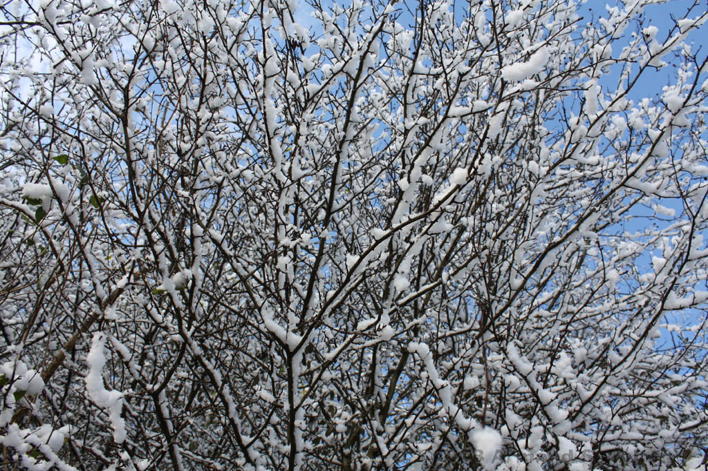 Winterweer_059.jpg