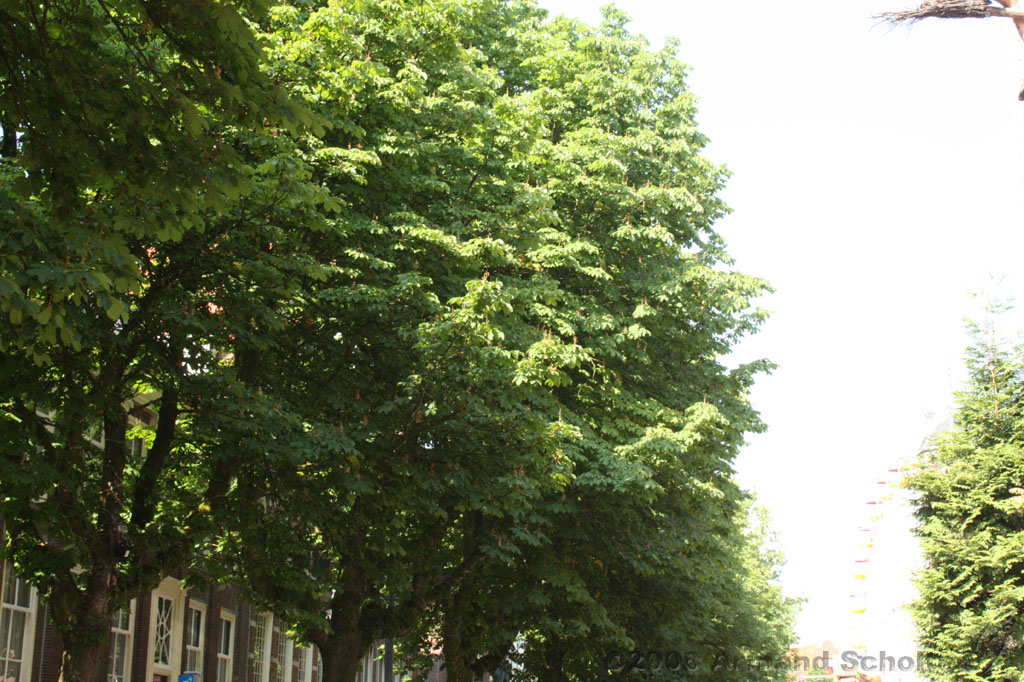 2008-06-01_de_heks_001.jpg