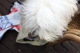 2008-06-07_de_heks_002
