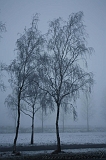 Mist_006