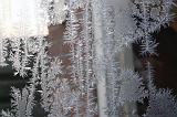 IJsbloem_007