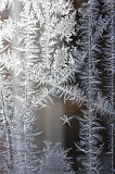 IJsbloem_011
