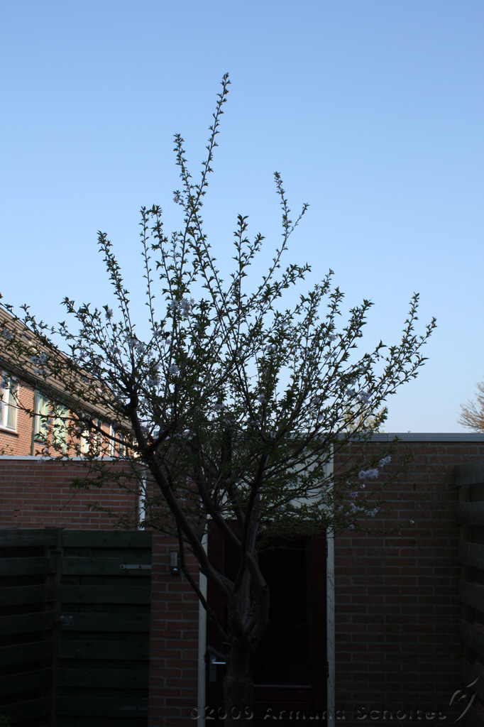 Bloesem_001.jpg