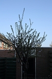 Bloesem_001