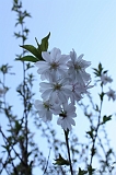 Bloesem_003