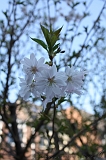 Bloesem_004