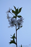 Bloesem_005