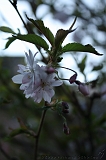 Bloesem_007