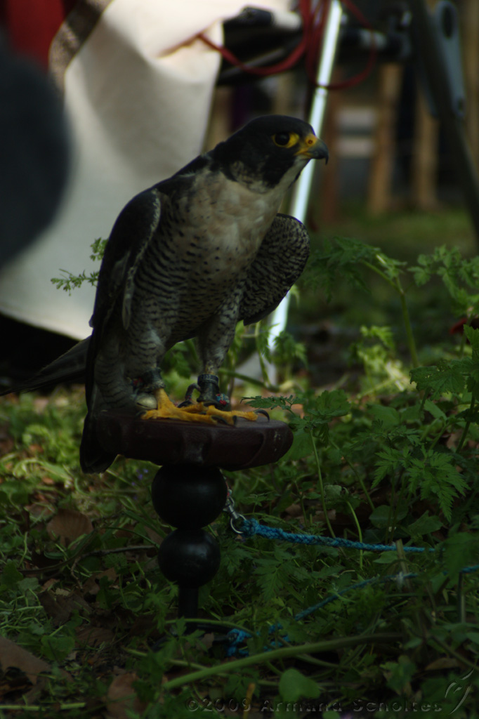 FantasyFair_2009_049.jpg