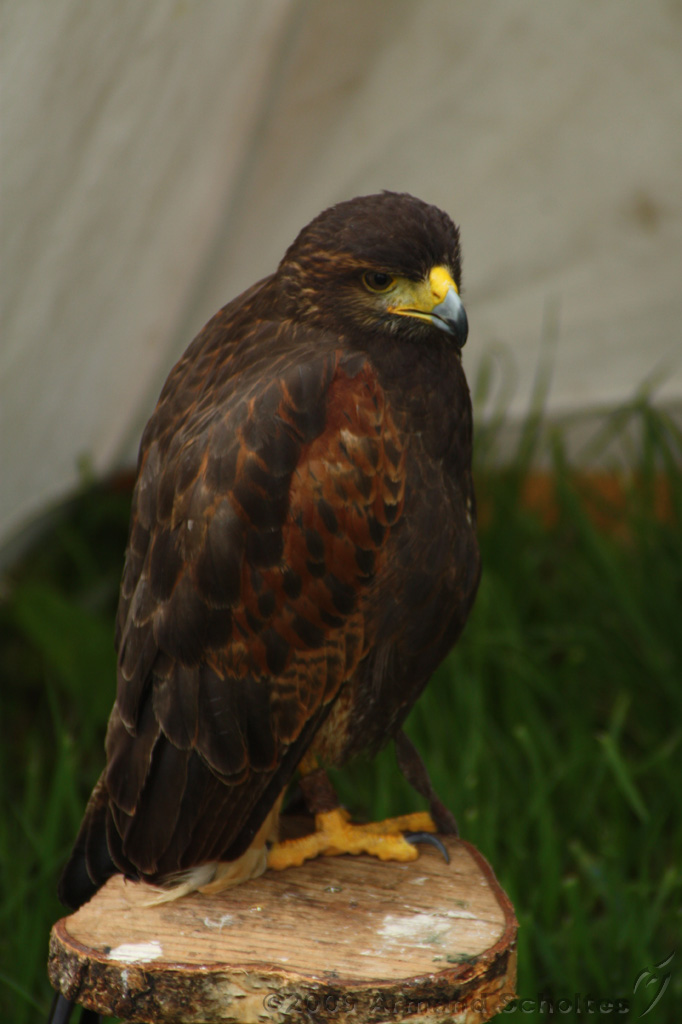 FantasyFair_2009_151.jpg