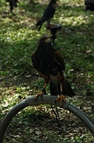 FantasyFair_2009_040