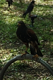 FantasyFair_2009_041