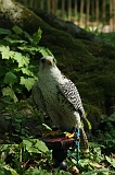 FantasyFair_2009_047