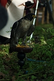 FantasyFair_2009_049