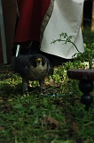 FantasyFair_2009_051