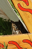 FantasyFair_2009_052