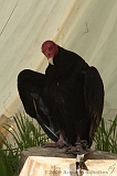 FantasyFair_2009_053