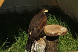 FantasyFair_2009_055