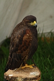 FantasyFair_2009_151