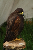FantasyFair_2009_152