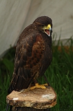FantasyFair_2009_153