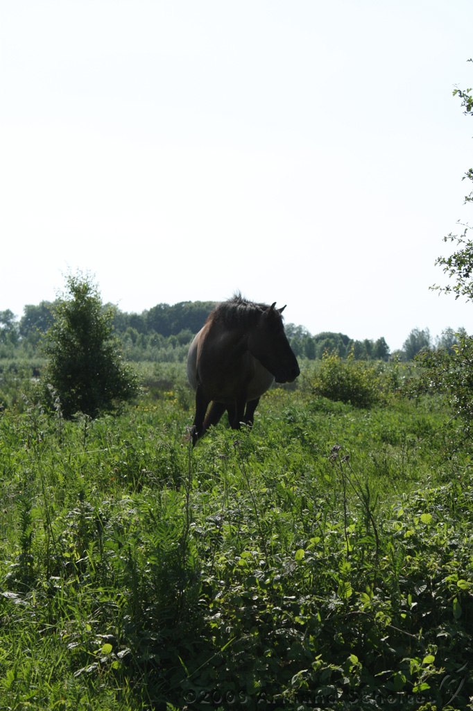 IJssel_040.jpg