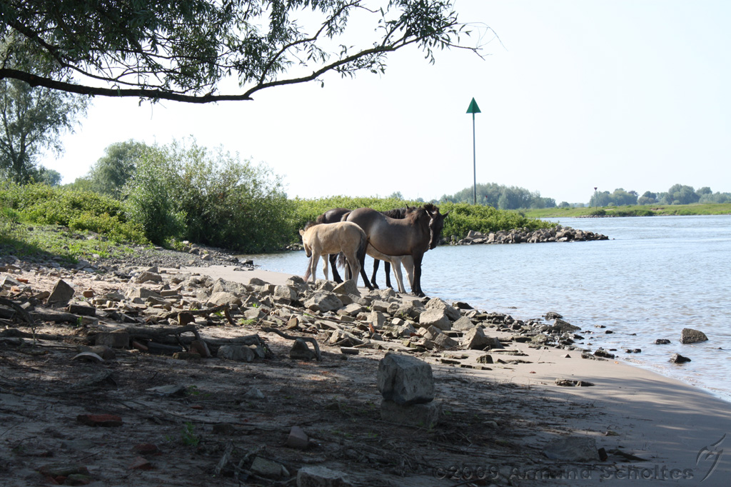 IJssel_044.jpg