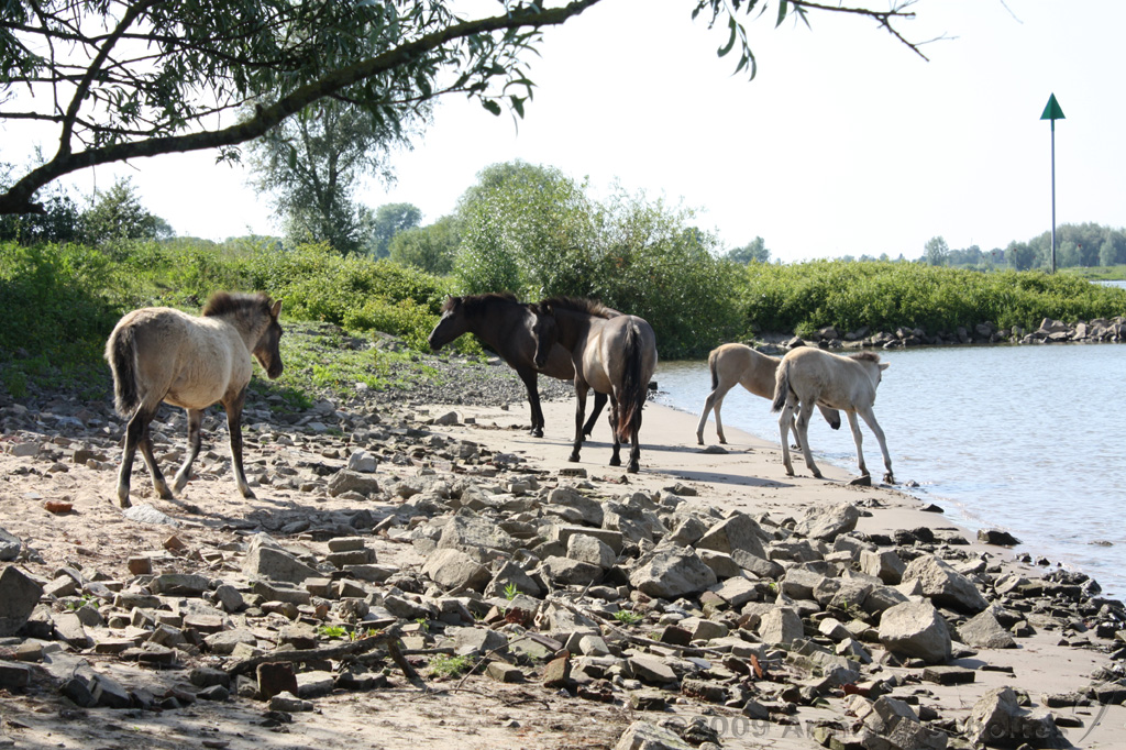 IJssel_050.jpg