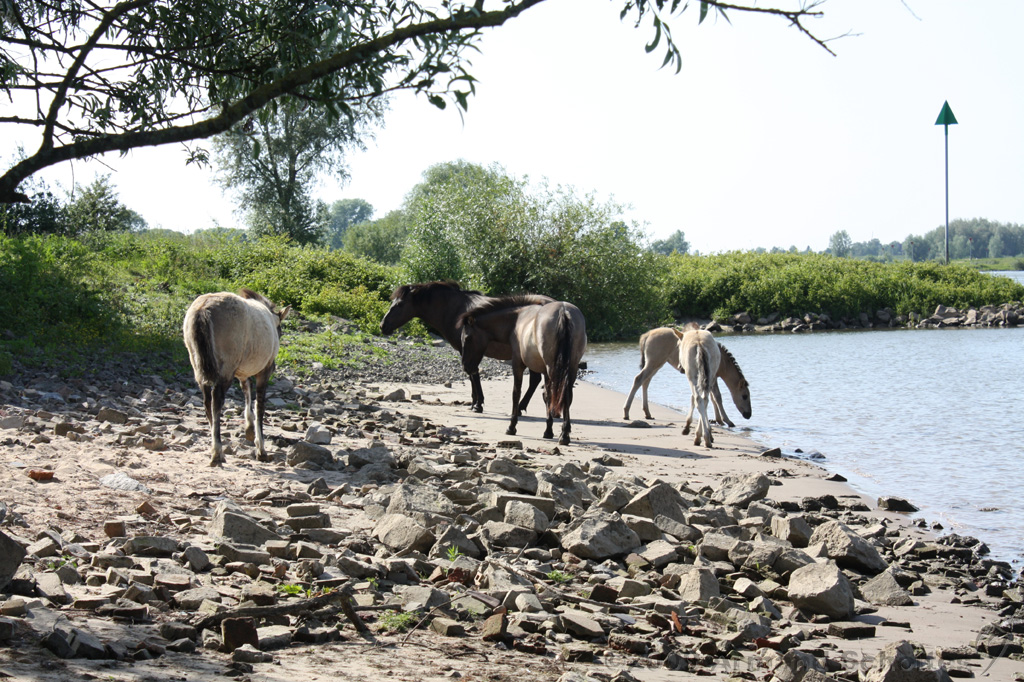 IJssel_051.jpg