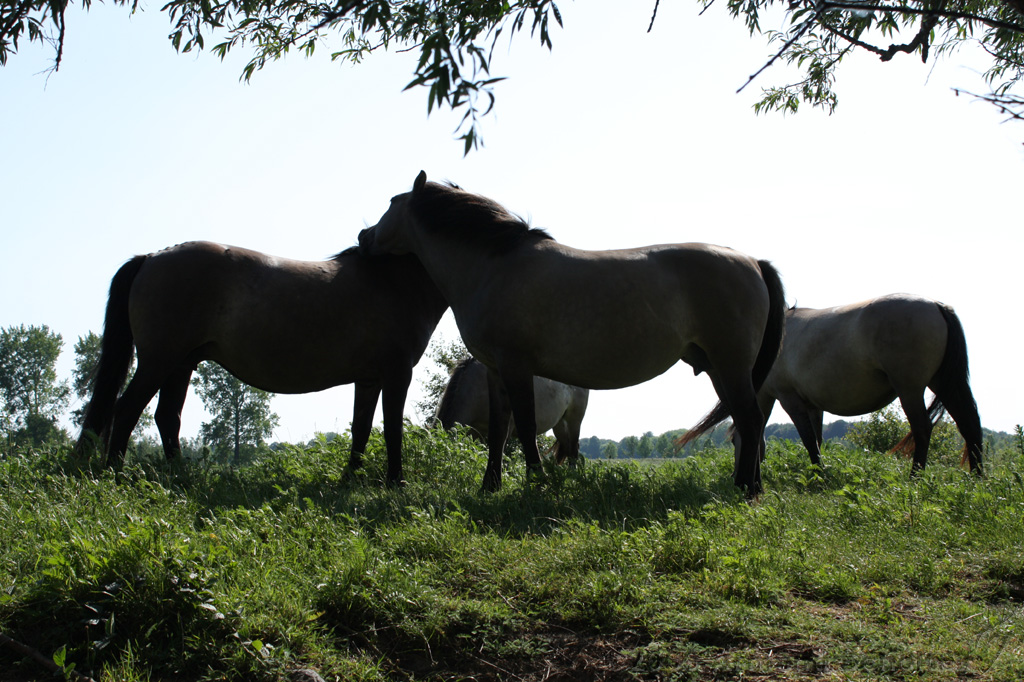 IJssel_054.jpg