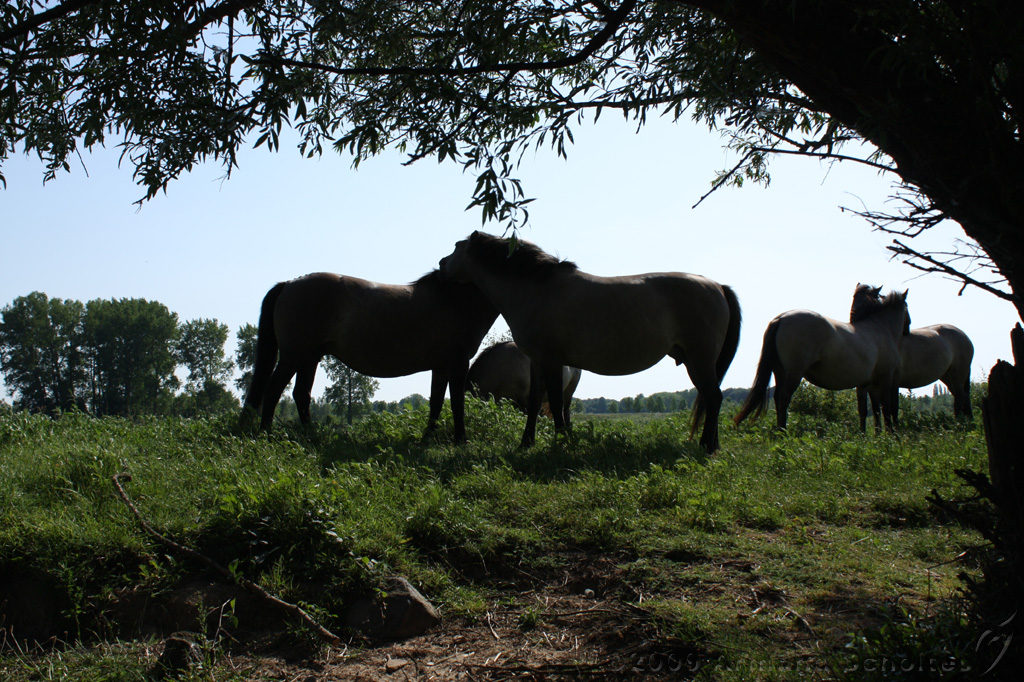 IJssel_055.jpg