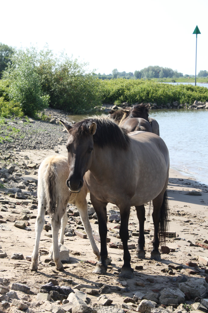 IJssel_066.jpg