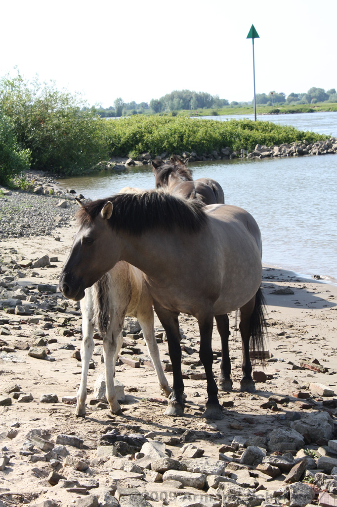 IJssel_068.jpg