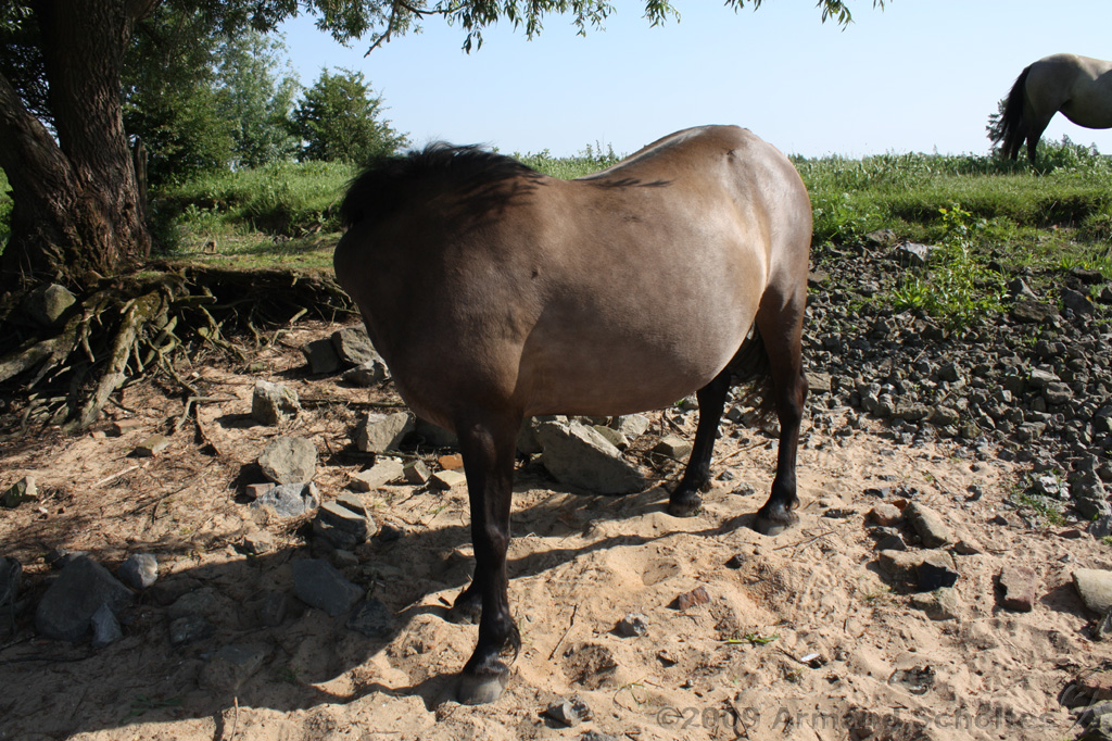 IJssel_074.jpg