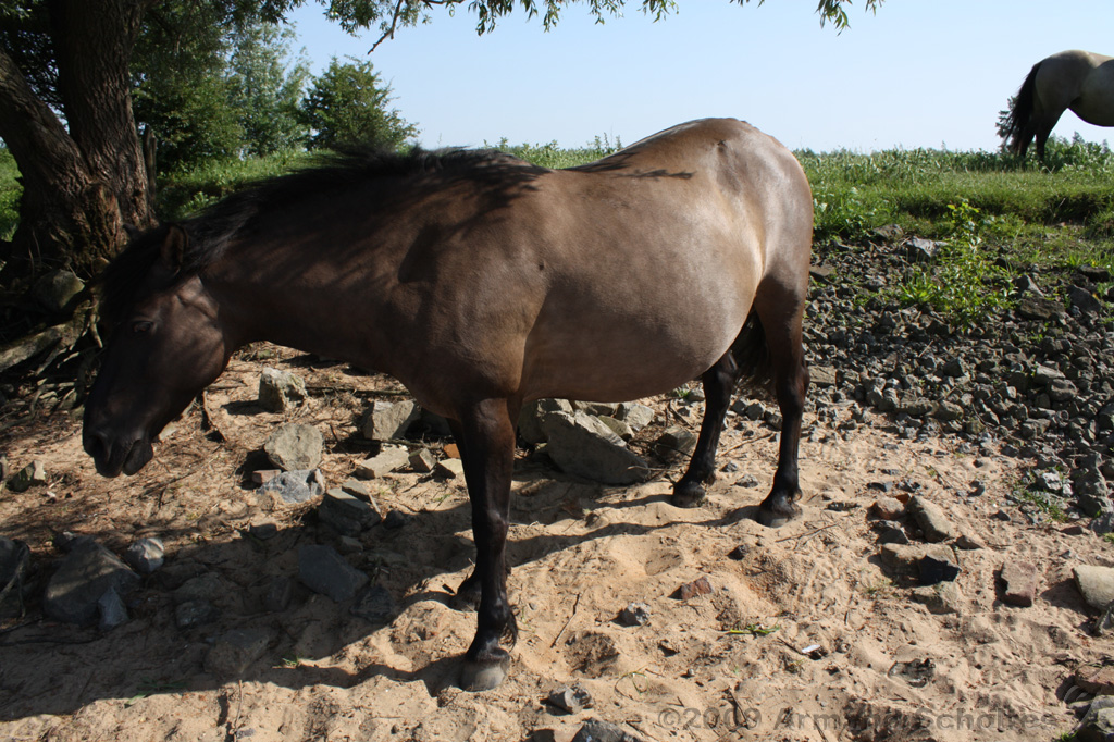 IJssel_075.jpg